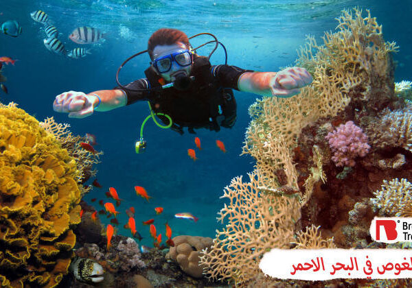 الغوص في البحر الأحمر