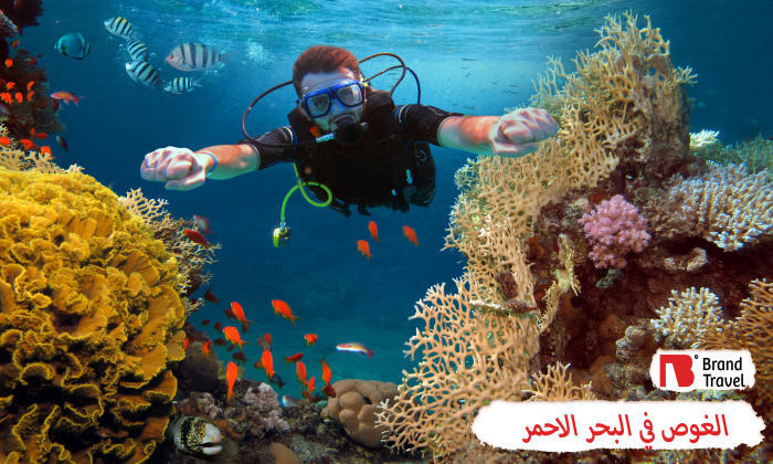 الغوص في البحر الأحمر
