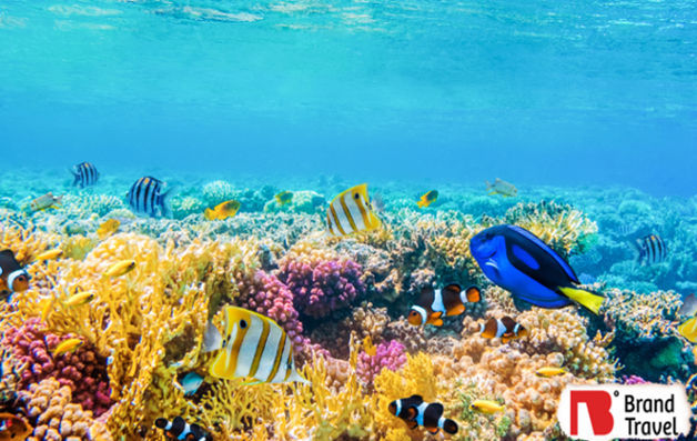 الغوص في البحر الاحمر